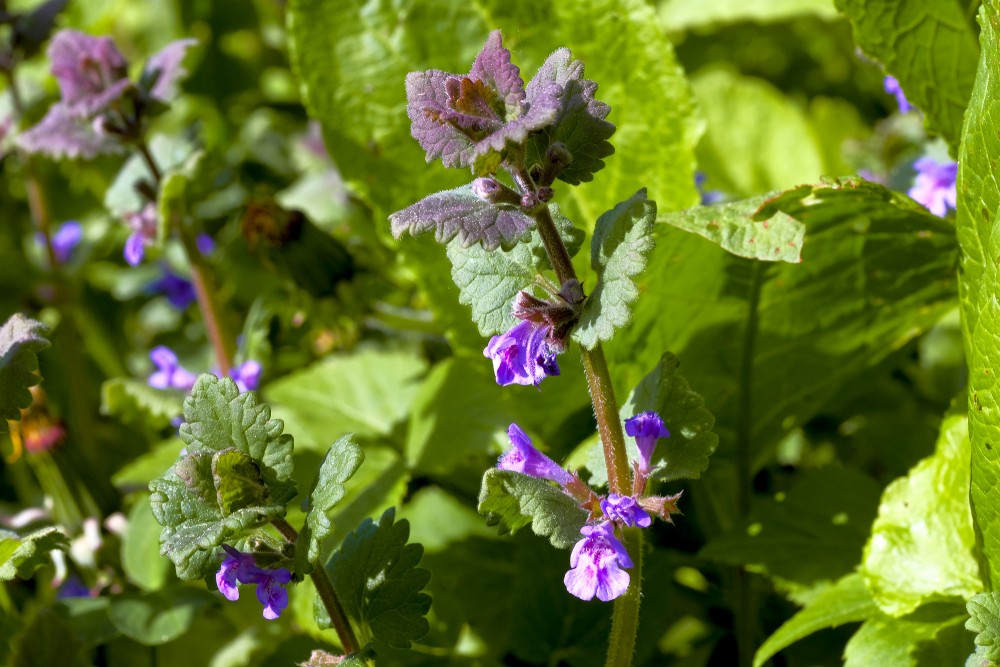 Efeju sētložņa - Glechoma hederacea Efeju sētložņa - Glechoma hederacea