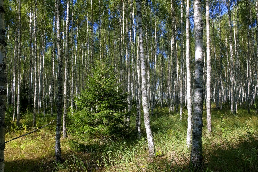 Birch Grove