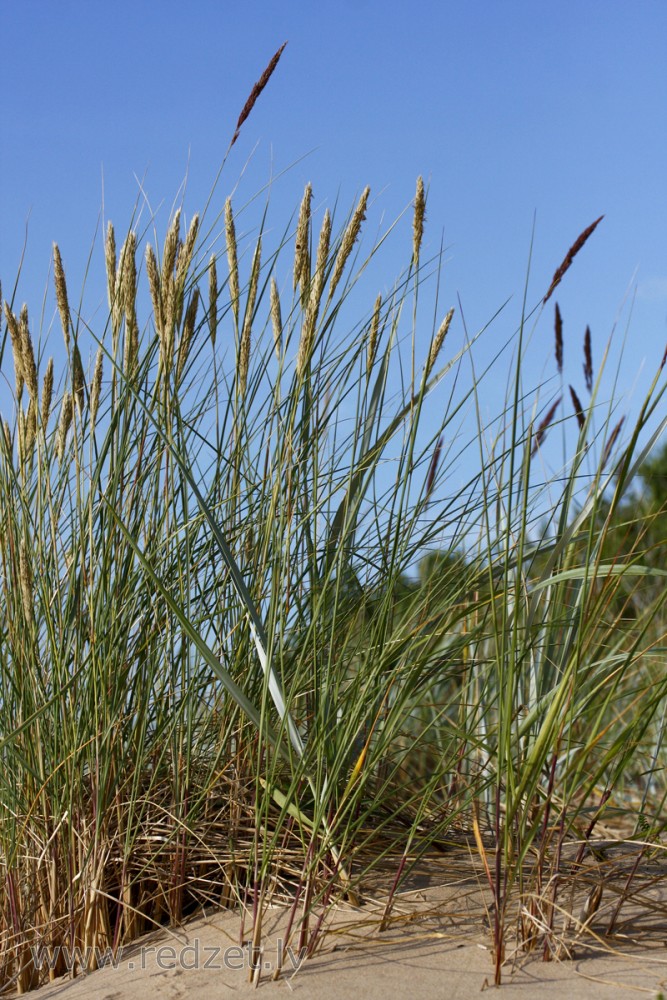 European marram grass