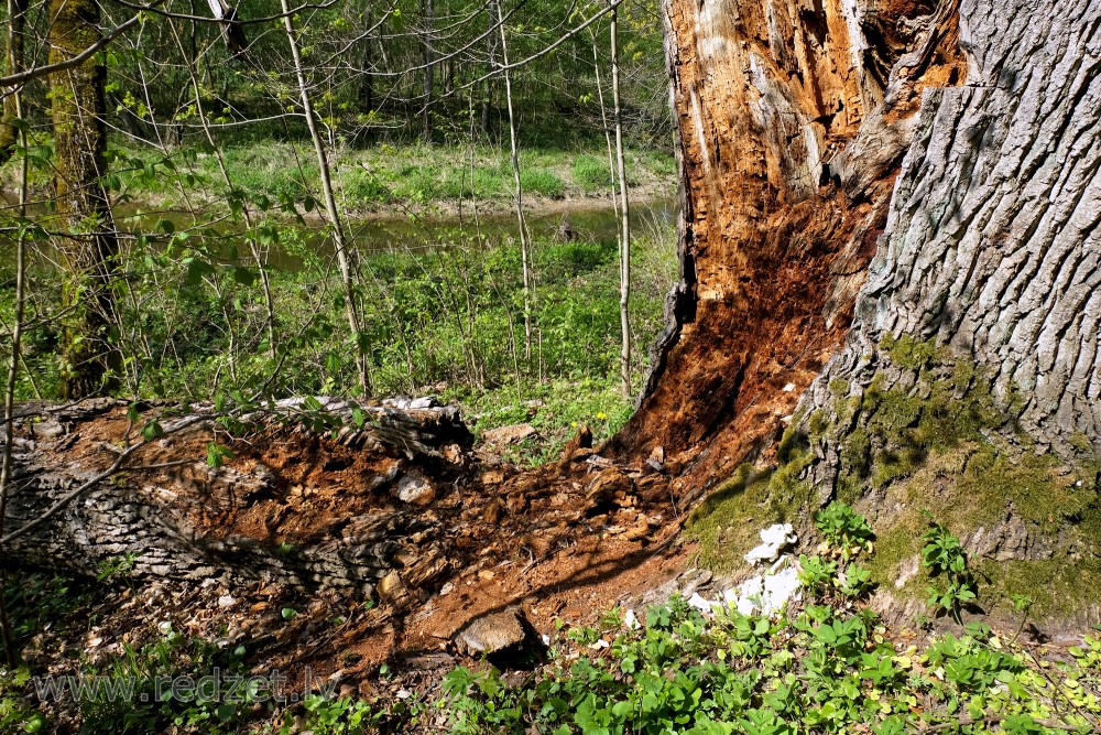 Rotten Tree Trunk