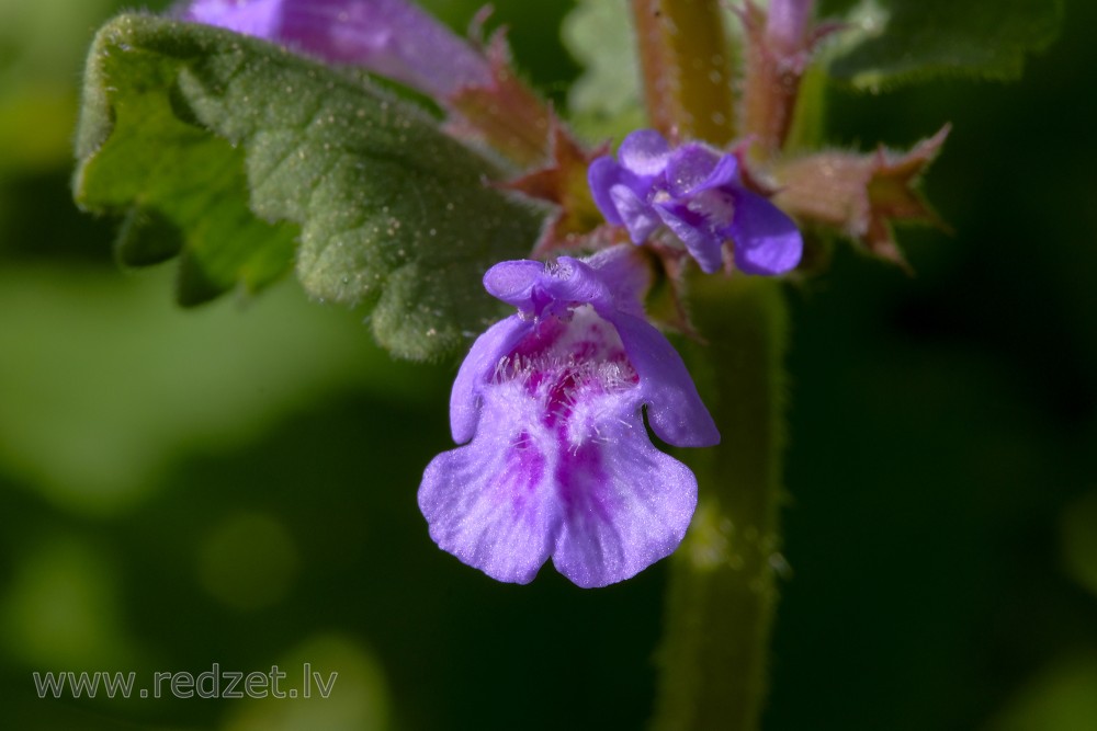 Close up of Glechoma hederacea