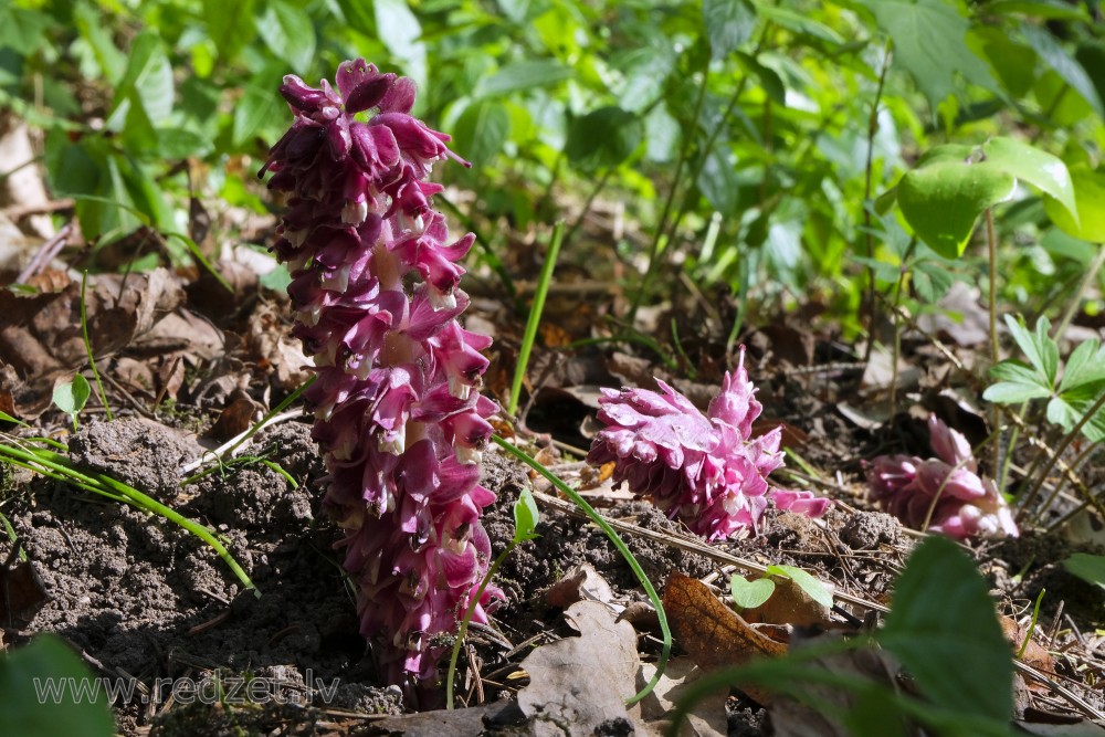 Common Toothwort, Lathraea Squamaria