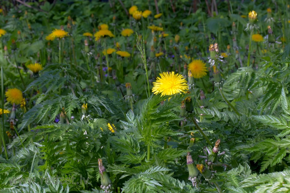 Dandelion and Cow parsley