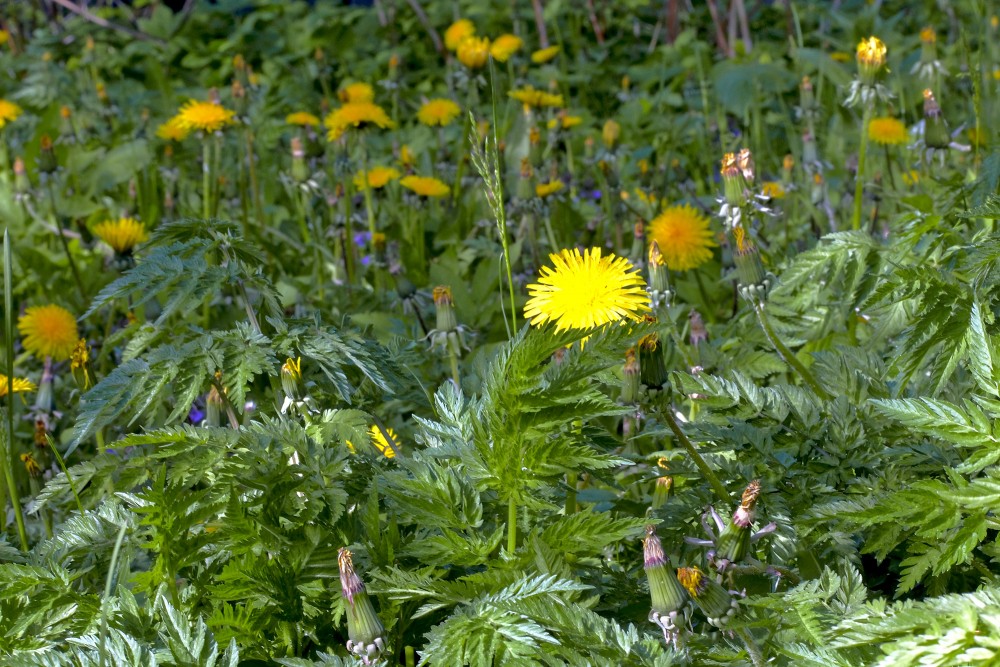 Dandelion and Cow parsley