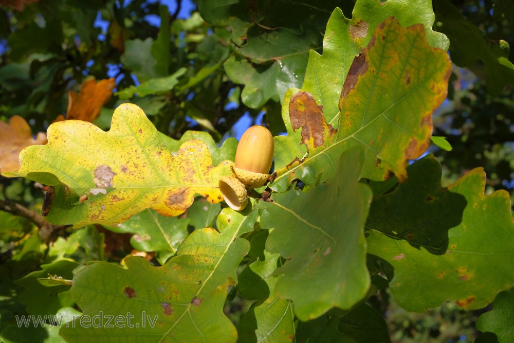 Acorn and Oak Leaves