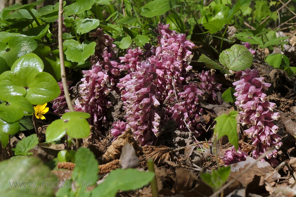 Common Toothwort's Flowers