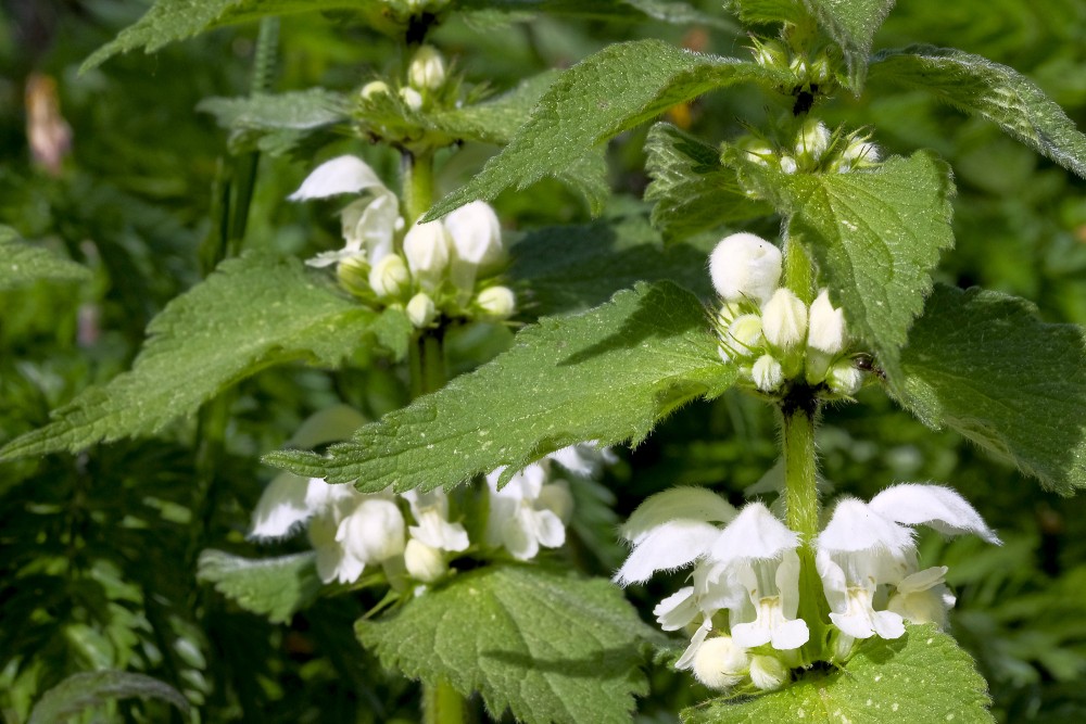 Baltā panātre - Lamium album