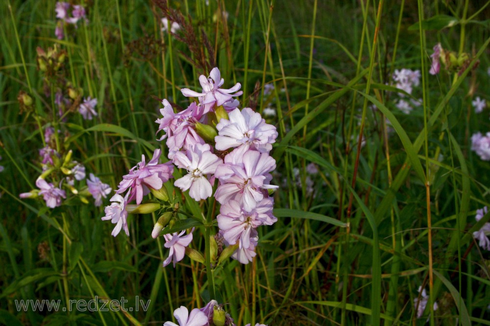 Ārstniecības ziepjusakne