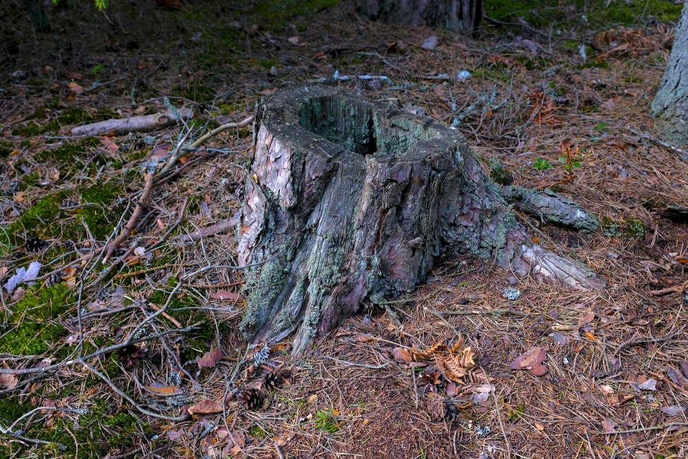 Pine Stump