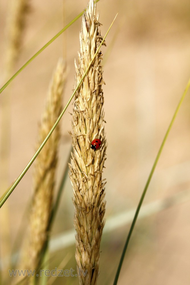 European marram grass