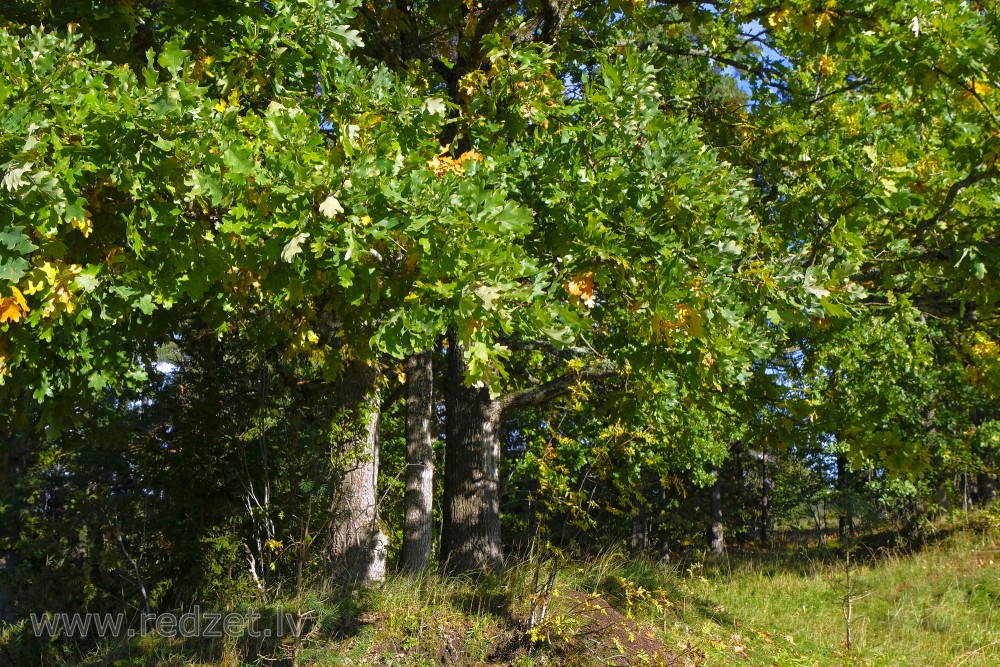 Oak Leaves in Autumn