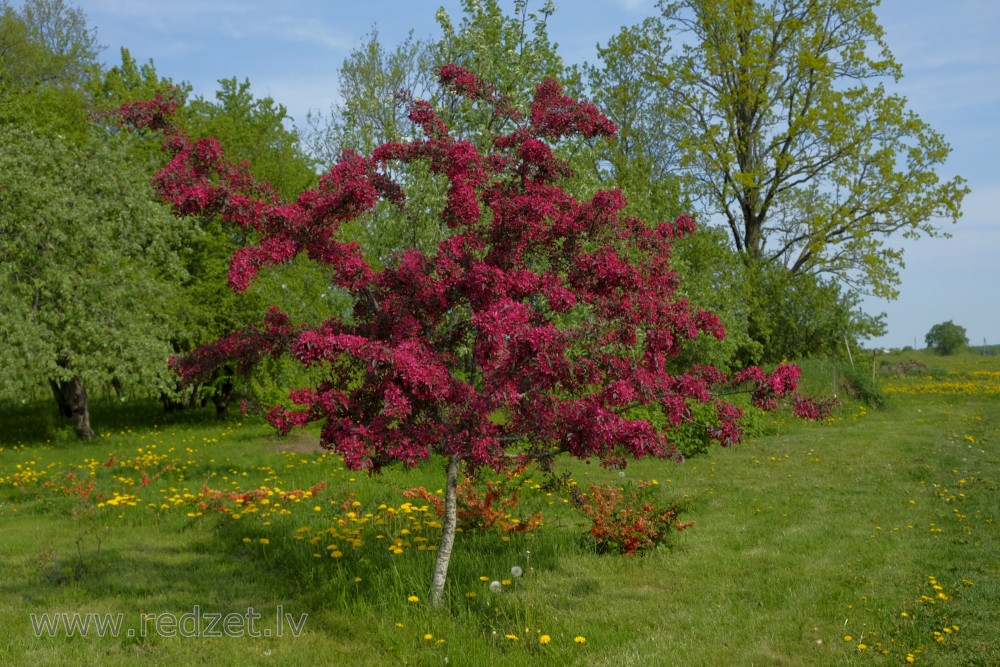 Flowering Malus purpurea Tree  in the Garden