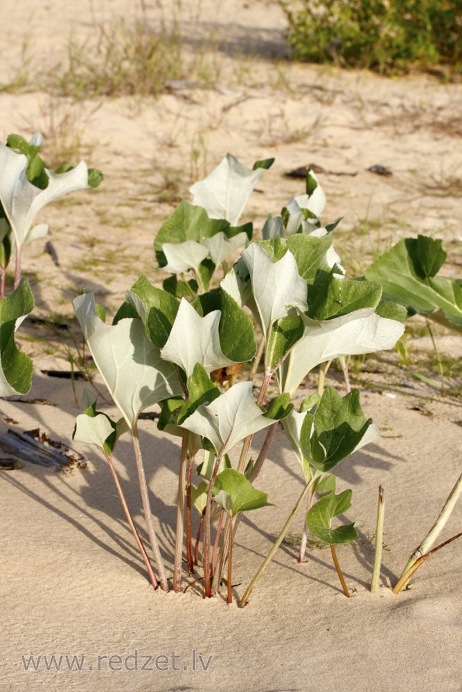 Neīstā tūsklape (Petasites spurius)