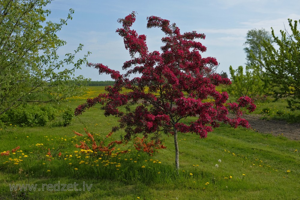 Flowering Malus purpurea Tree  in the Garden