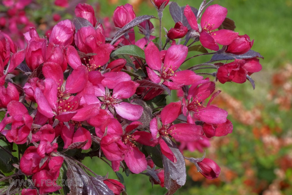 Purpura ābeles ziedu tuvplāns