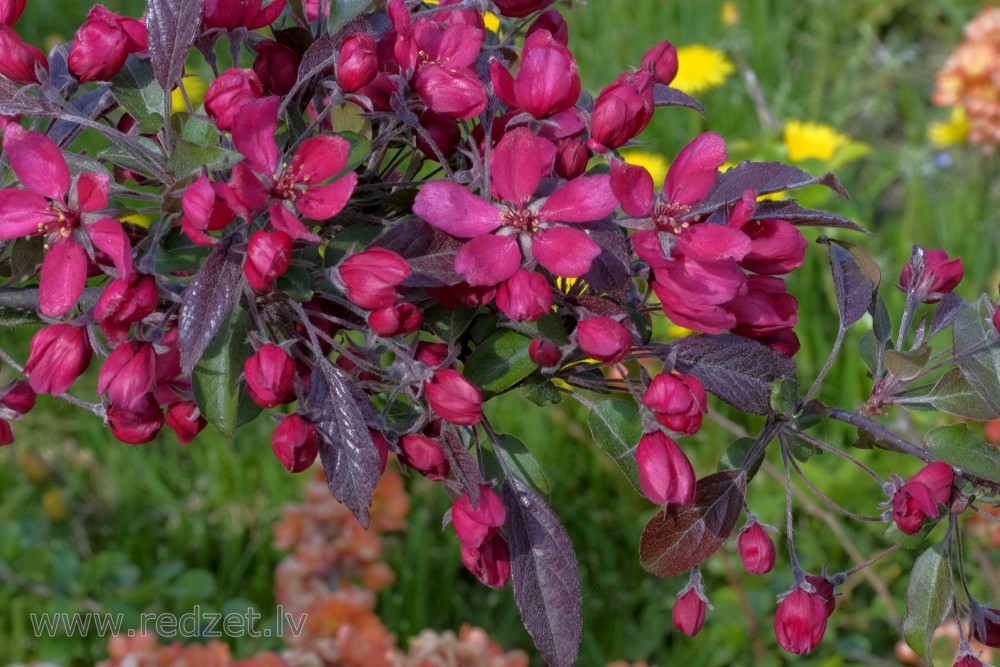 Purpura ābeles ziedi un pumpuri Purpura ābeles ziedi un pumpuri
