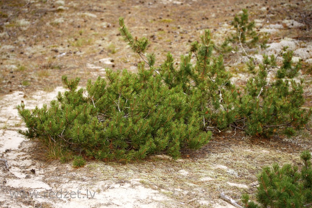 (Pinus mugo) Creeping pine