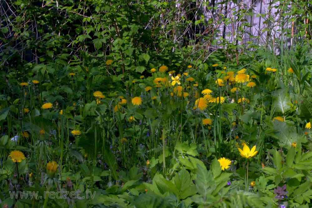 Nenopļauts dārzs ar pienenēm Nenopļauts dārzs ar pienenēm