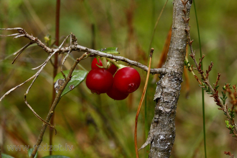 Ripe lingonberries