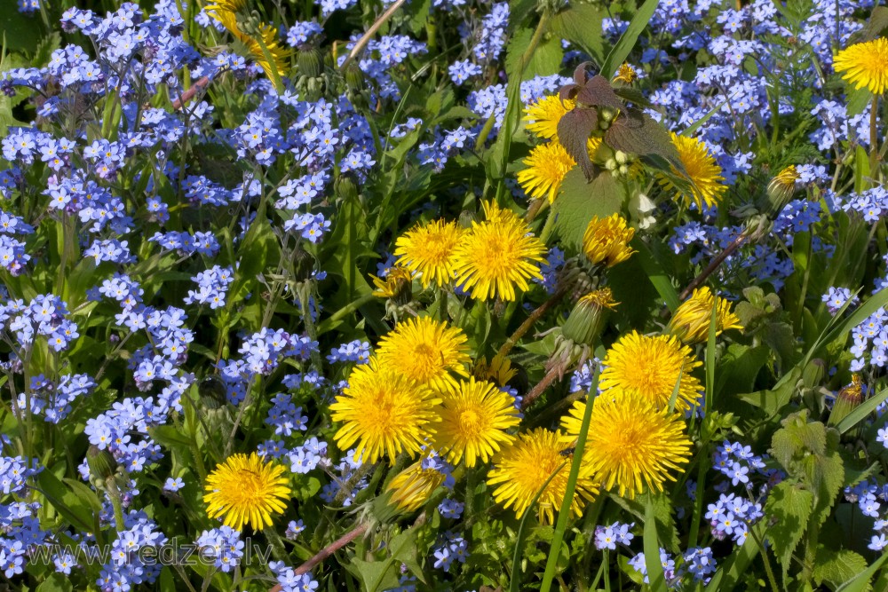 Wood forget-me-not and Common Dandelion