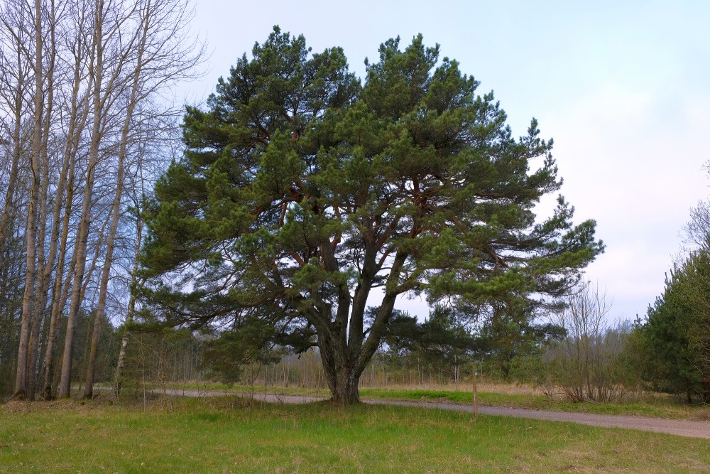 Scots pine