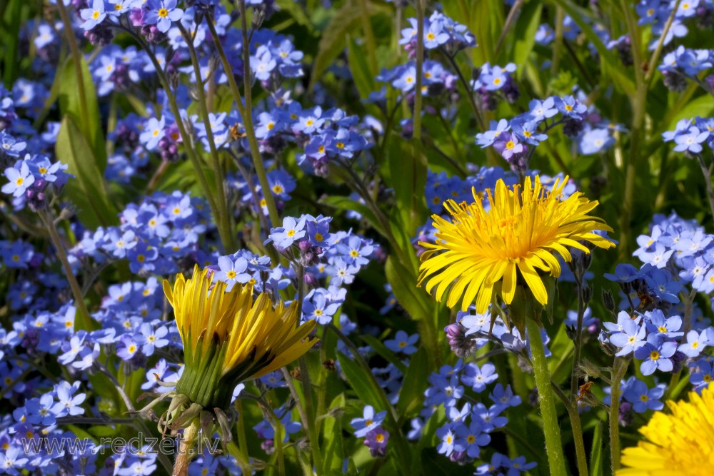 Wood forget-me-not and Common Dandelion