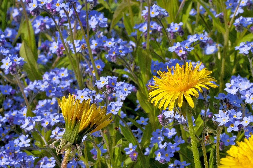 Wood forget-me-not and Common Dandelion