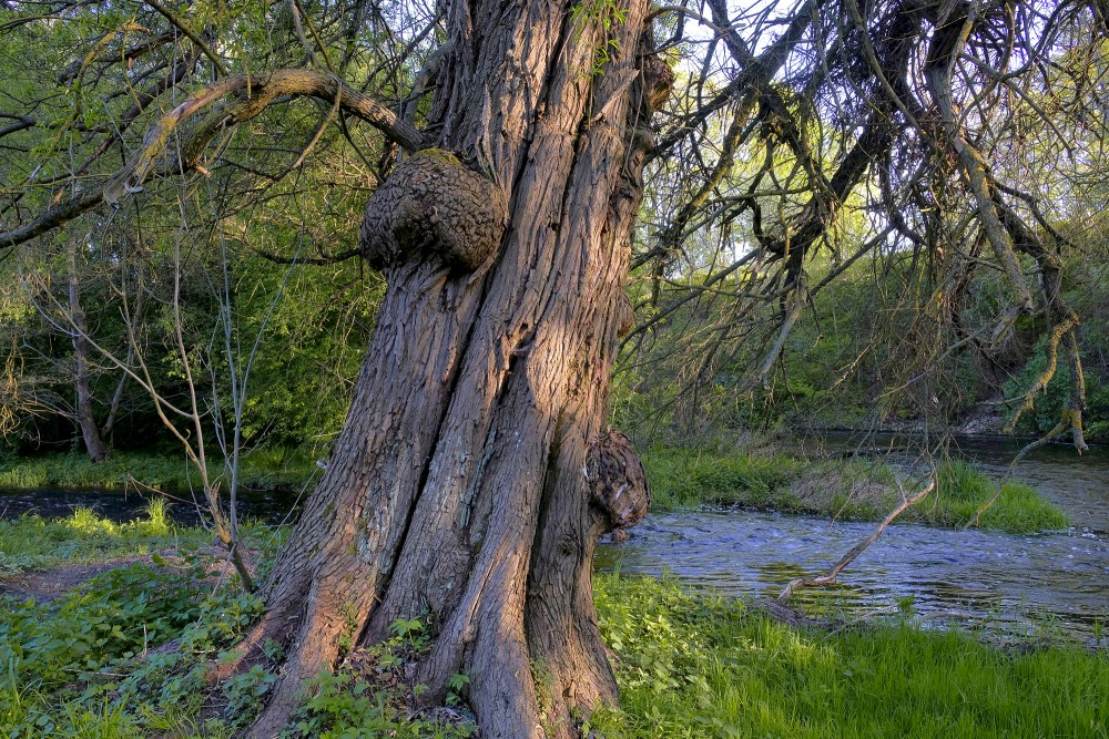 Burl or Bur on a Willow Trunk