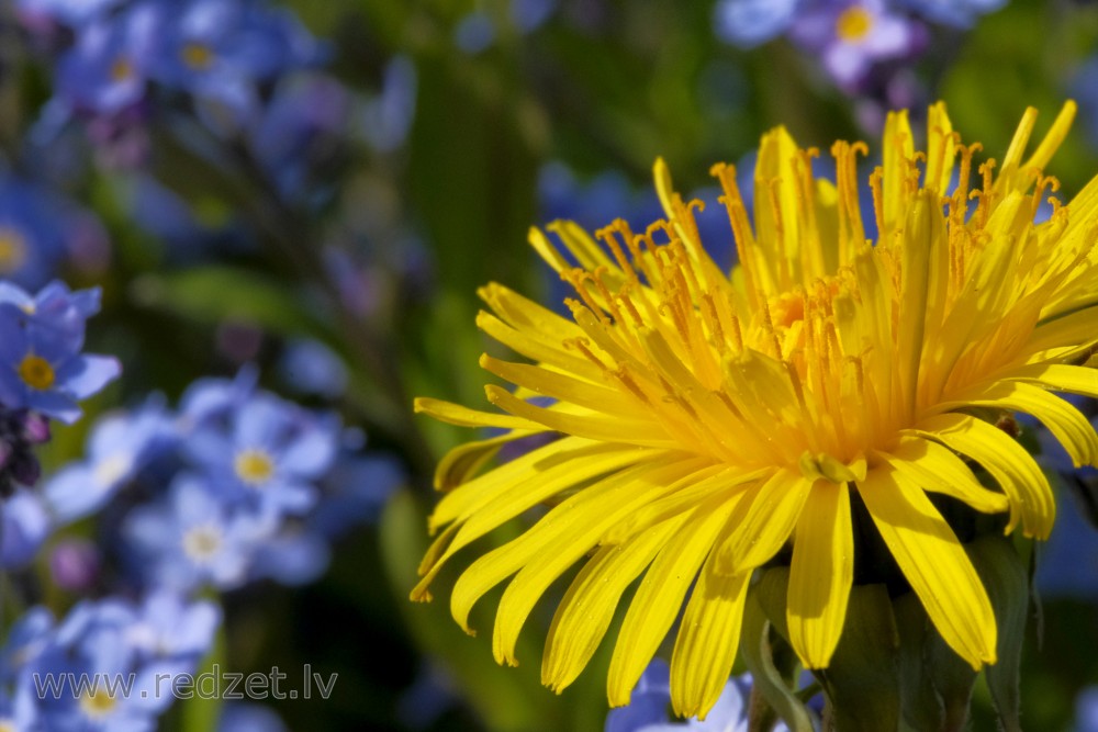 Dandelion Flower on a Wood forget-me-not Background