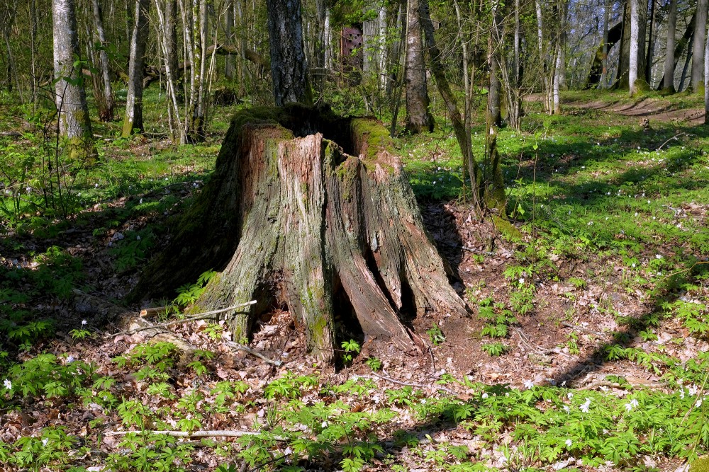 Celms Cīravas mežaparkā