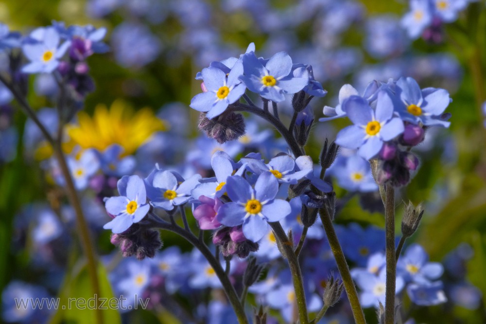 Meža neaizmirstule - Myosotis sylvatica