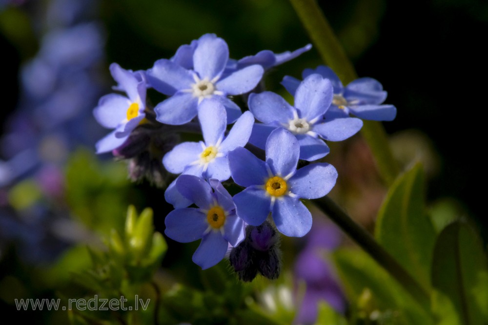 Wood forget-me-not, or Woodland forget-me-not
