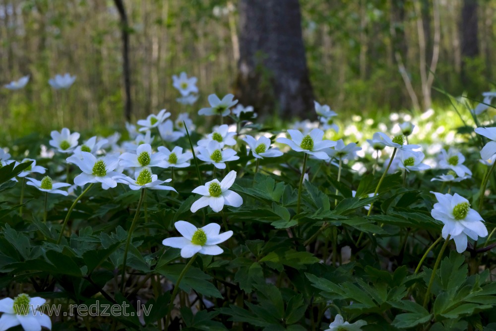 Wood Anemone, Windflower, Thimbleweed or Smell Fox