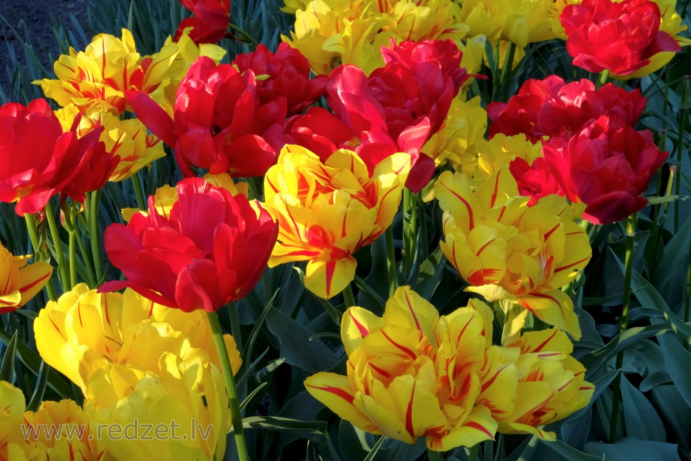 Yellow and Red Tulips Flowers