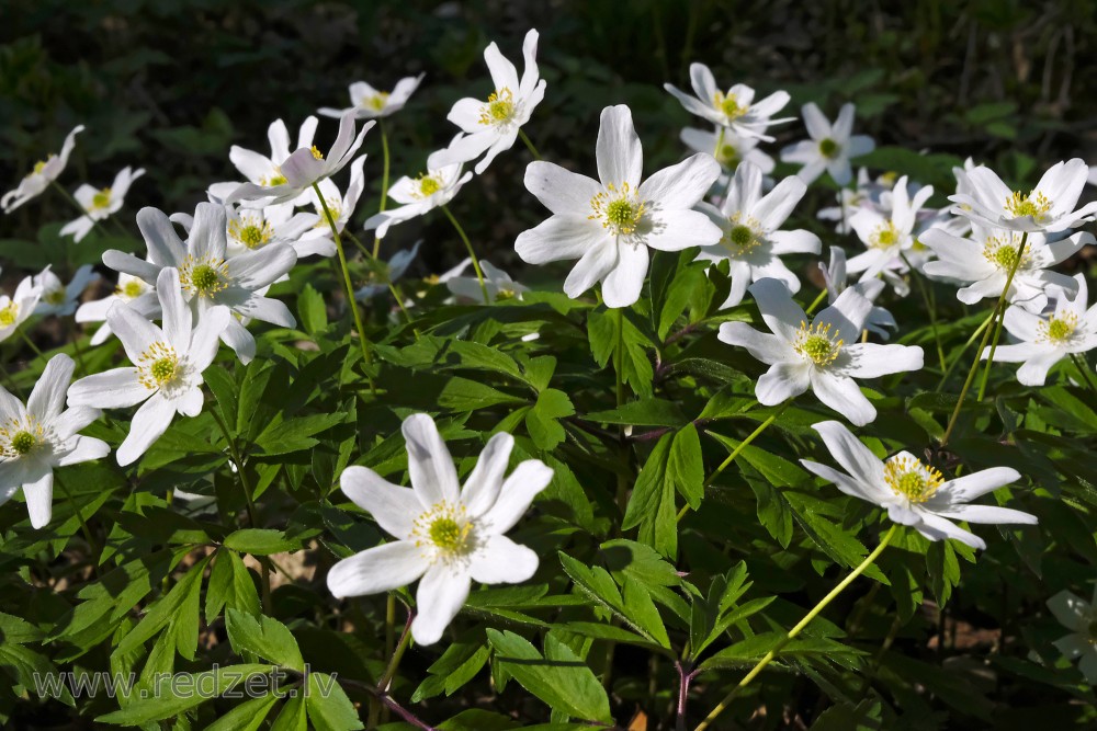 Close-up of Wood Anemone Flowers