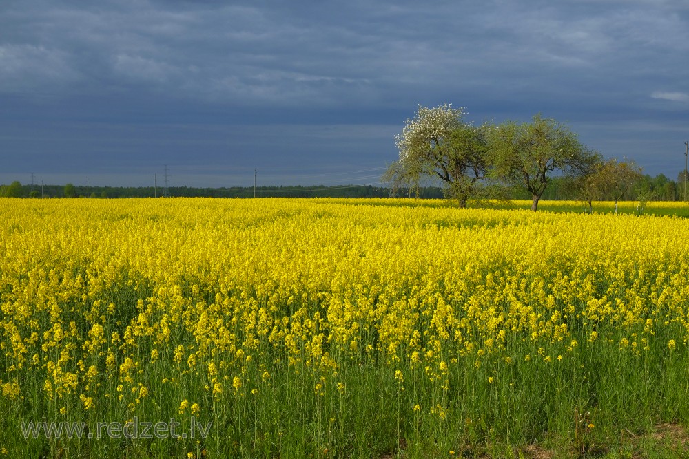 Yellow Rape Flowers Field and Dark Sky