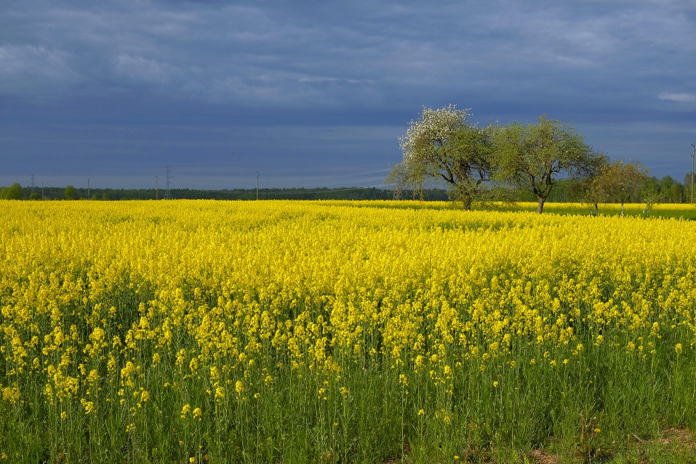 Rapša lauks un ziedošas ābeles