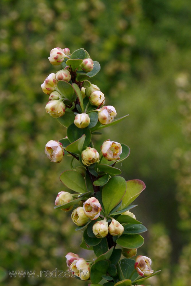 Ziedošs Bārbeles zariņš