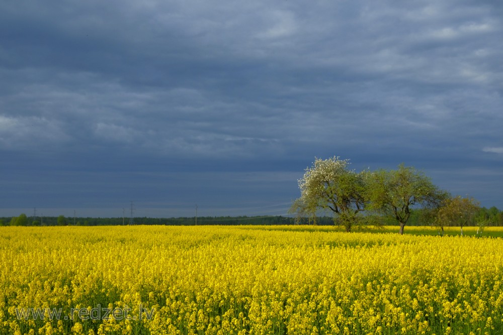 Flowering Rape Field and Dark Sky