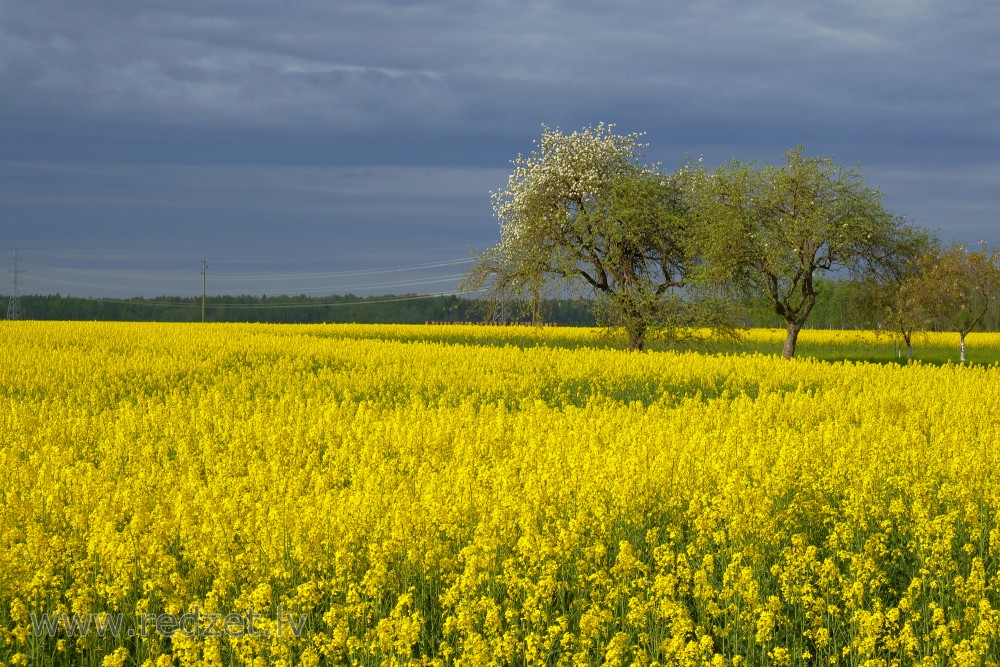 Flowering Rape Field and Apple trees