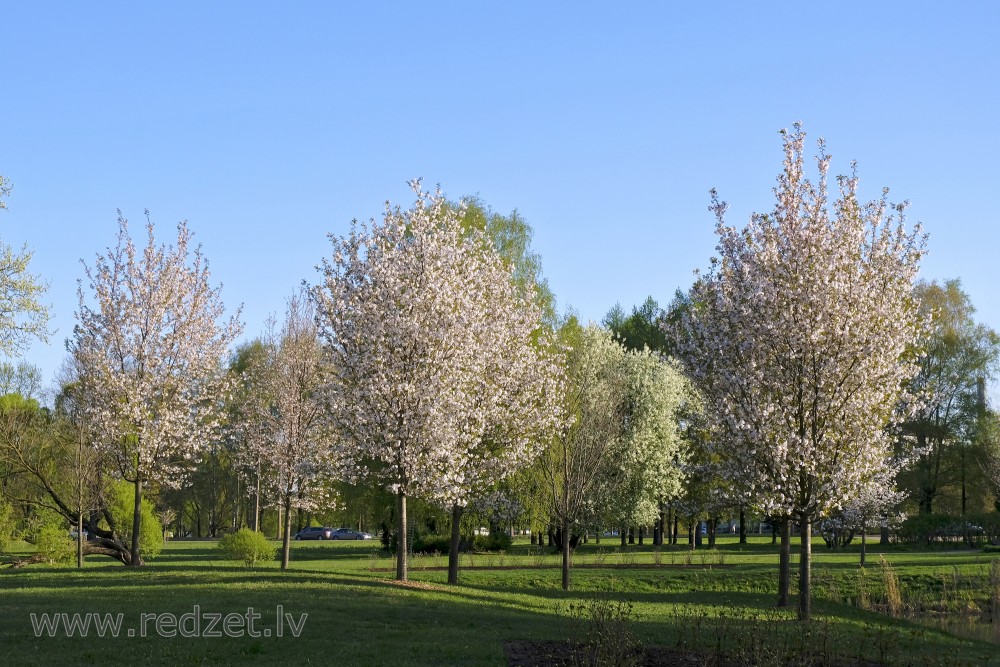 Japanese cherries or Sakuras in Victory Park