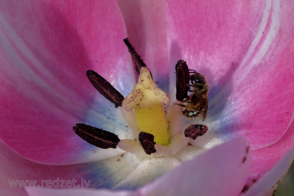 Honey Bee in Tulips Flower