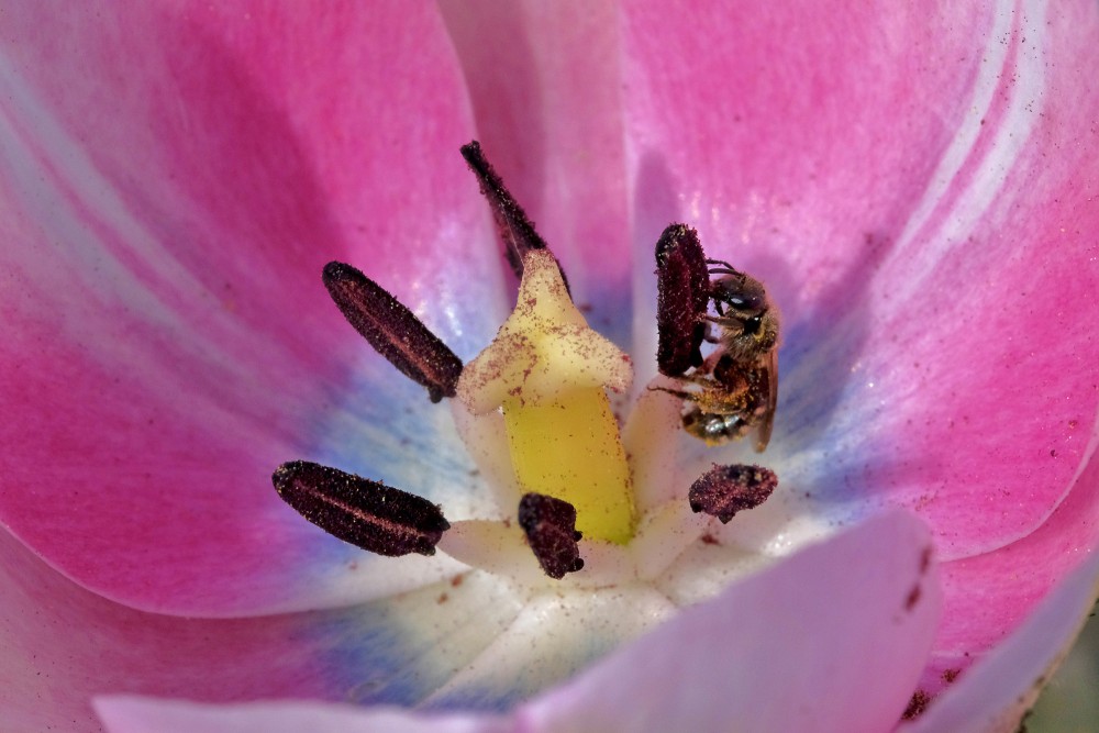 Bite tulpes ziedā, Tulpes (Tulipa), Bites, Macro
