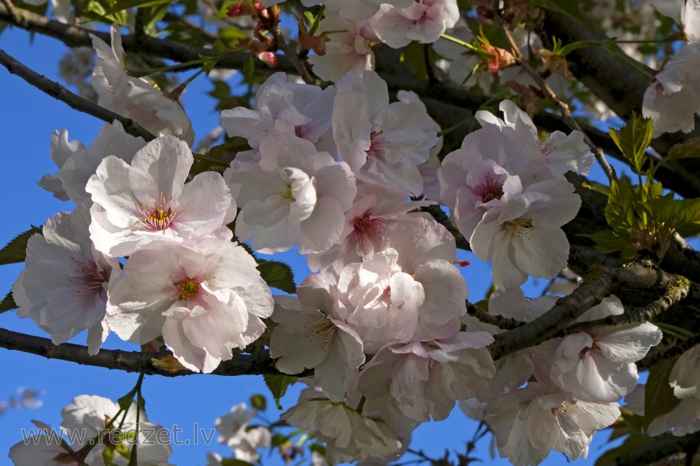 Ziedošs sakuras zars