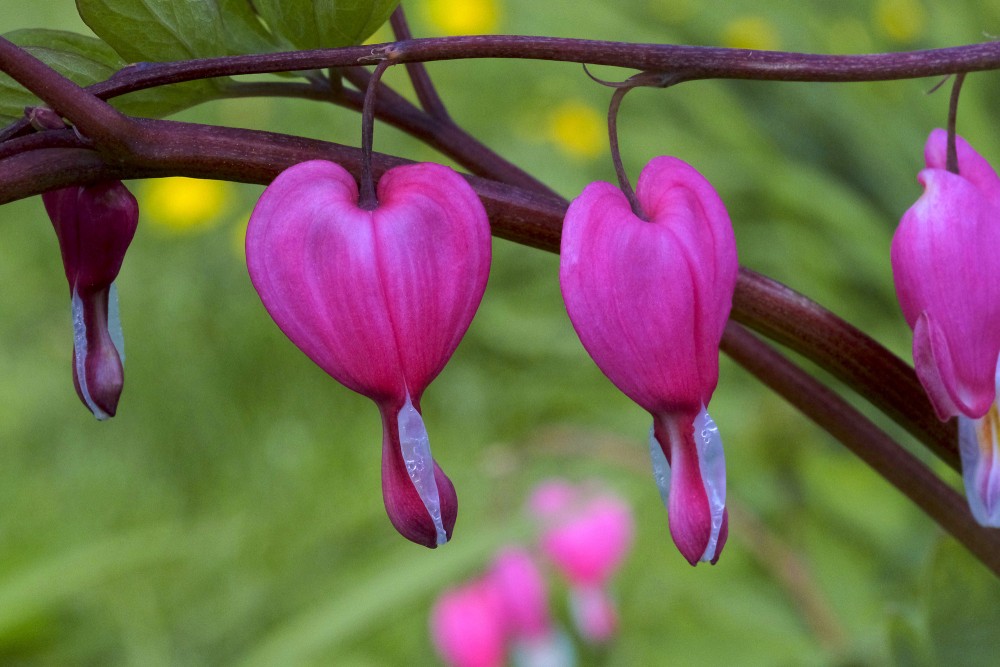 Close up of Lamprocapnos spectabilis