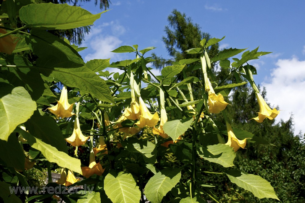 Eņģeļtaure jeb brugmansija (Brugmansia suaveolens)