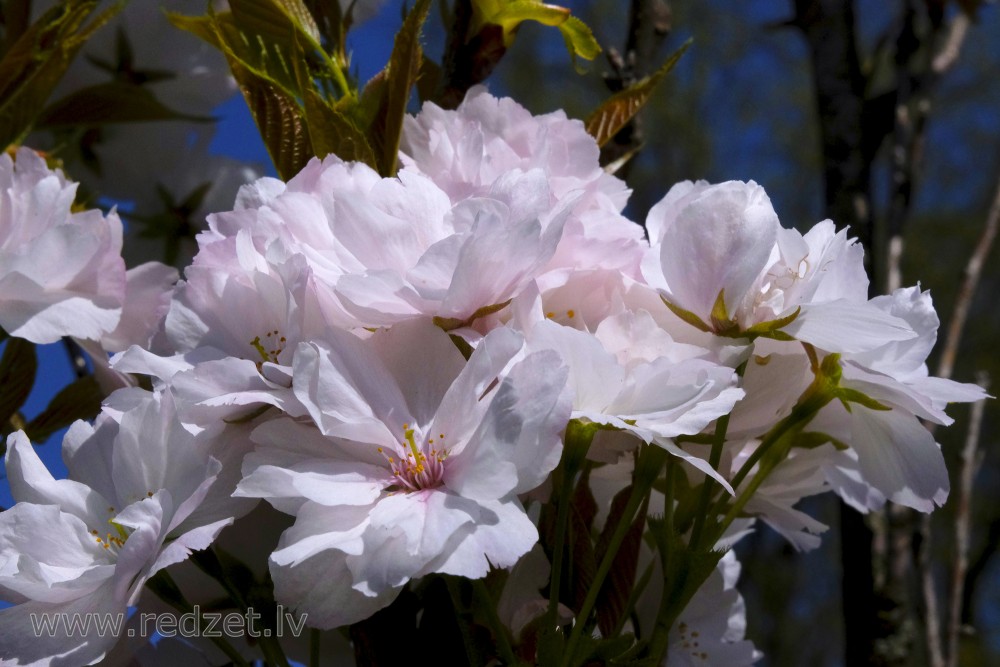 Japānas ķirša jeb sakuras ziedi