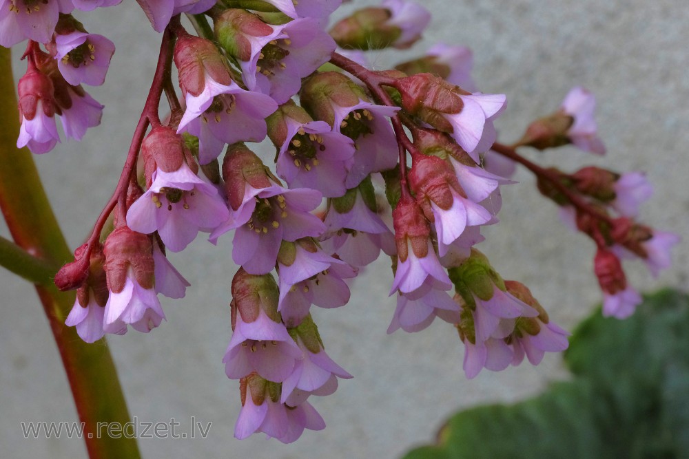 Bergēnijas ziedu tuvplāns Bergēnijas ziedu tuvplāns