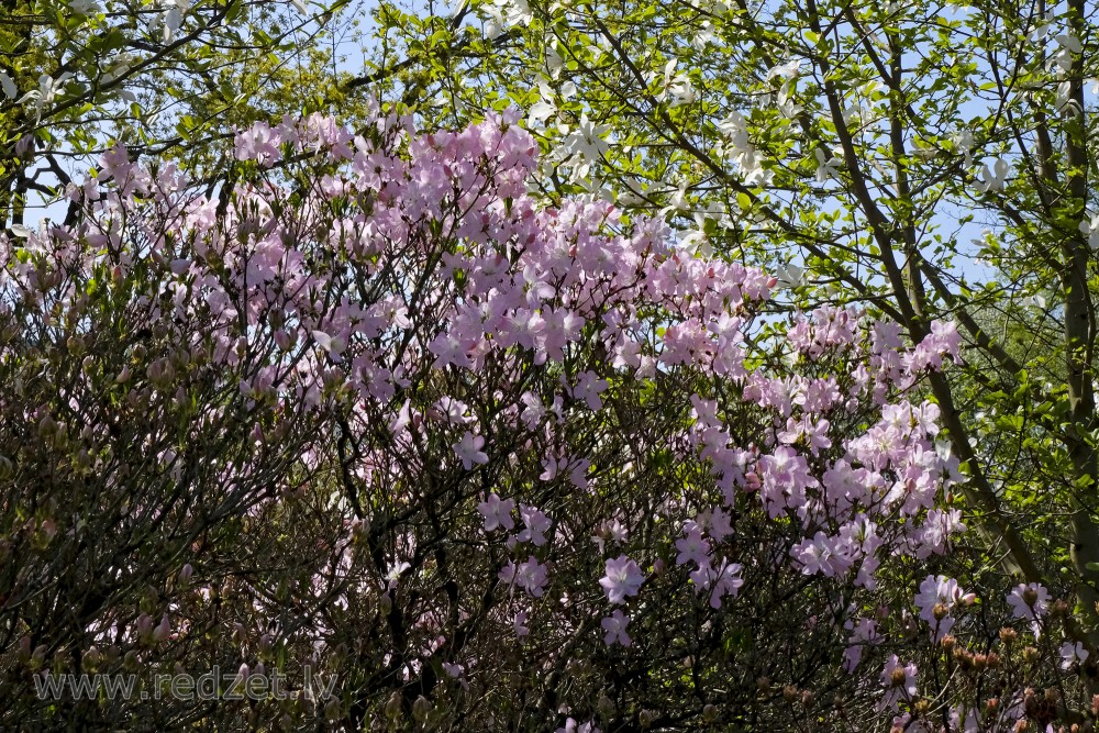 Ziedošs Šlipenbaha rododendra krūms un magnolijas LU Botāniskajā dārzā