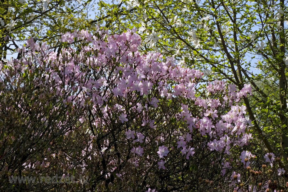 Flowering Royal Azalea Bush and Magnolia at University of  Latvia Botanical Garden